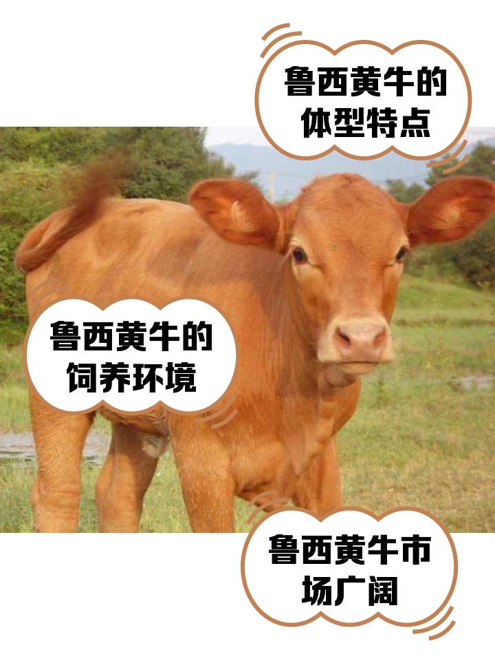 金华最新医保取现黄牛方法分析(最方便真实的金华医保取现黄牛怎么取方法)